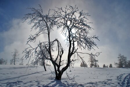 Cold backlighting snowy