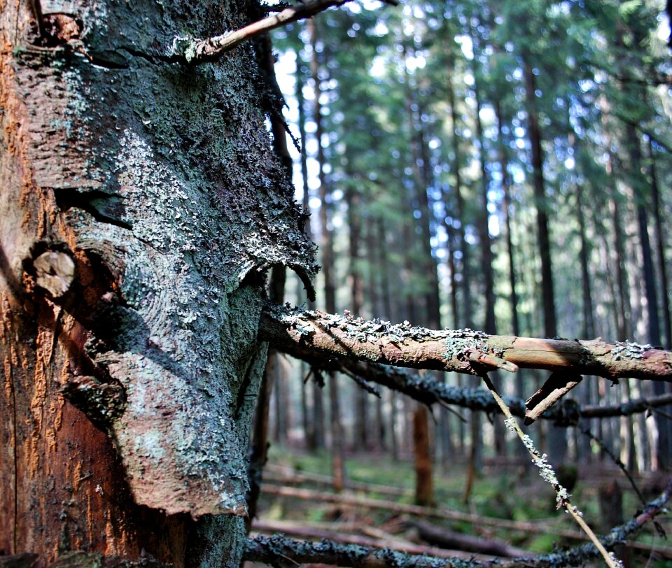 Invoice lichen wood photo