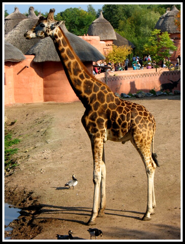 Giraffe tall brown