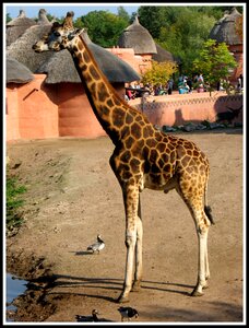 Giraffe tall brown