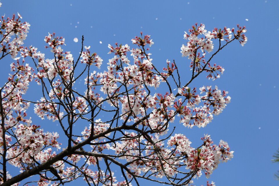 Flowers nature plants