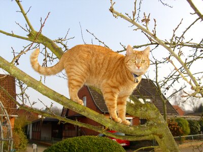 Climb tree lucky cat photo