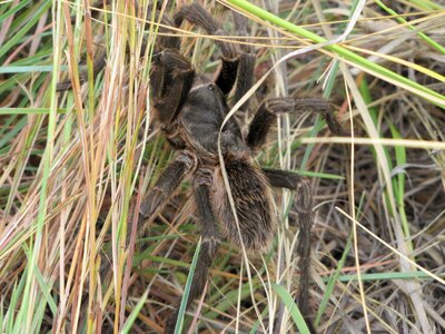 Spider animal tarantula