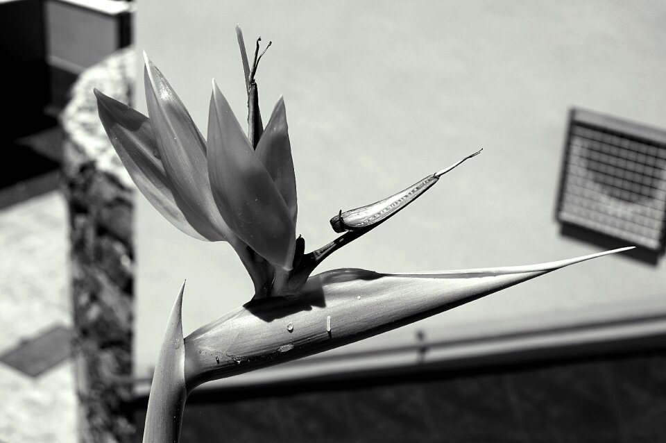 Flowers black and white photo nature