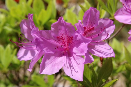 Nature plants flowers