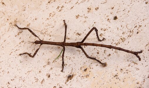 Acrophylla titan last stage instar large photo