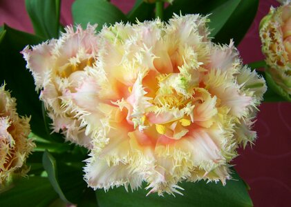 Tulip bouquet cut flower spring flower