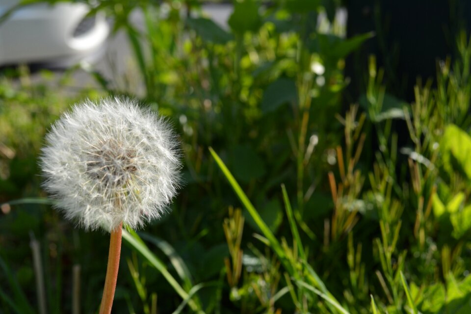 Dandelion flower Free photos
