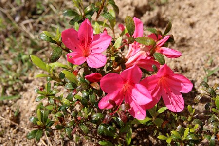 Nature plants flowers