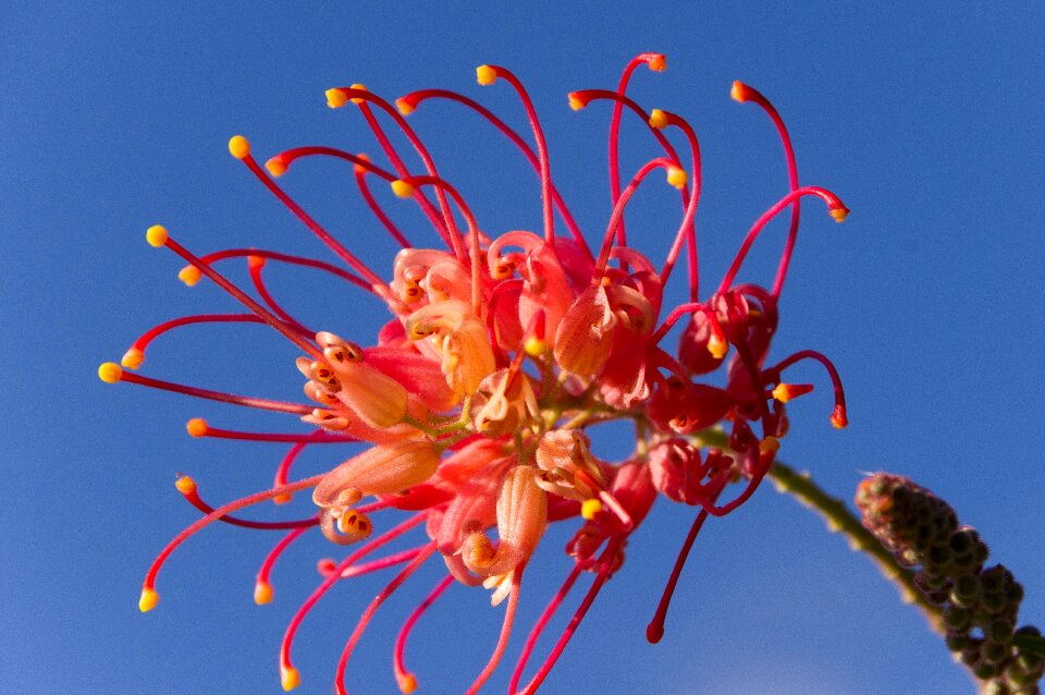 Native pink yellow