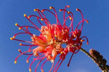 Native pink yellow