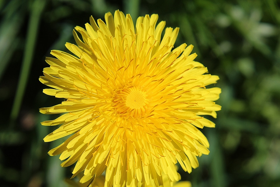 Common dandelion composites spring