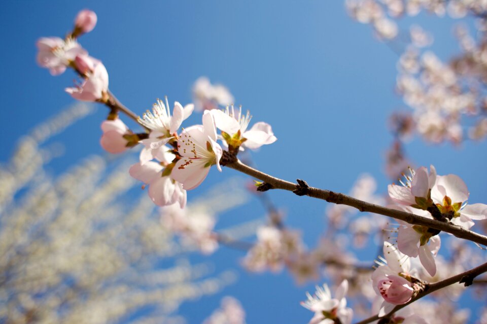 Peach blossom spring small fresh