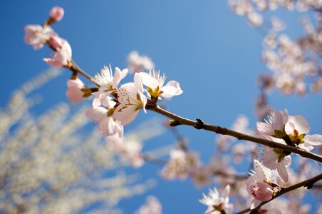 Peach blossom spring small fresh