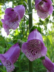 Foxglove digitalis purpurea summer
