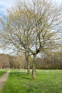 Tree park landscape