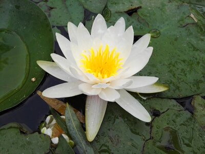Flowers lotus water lilies photo