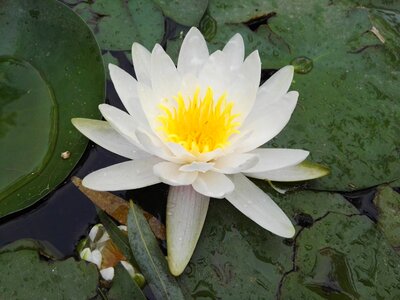 Flowers lotus water lilies