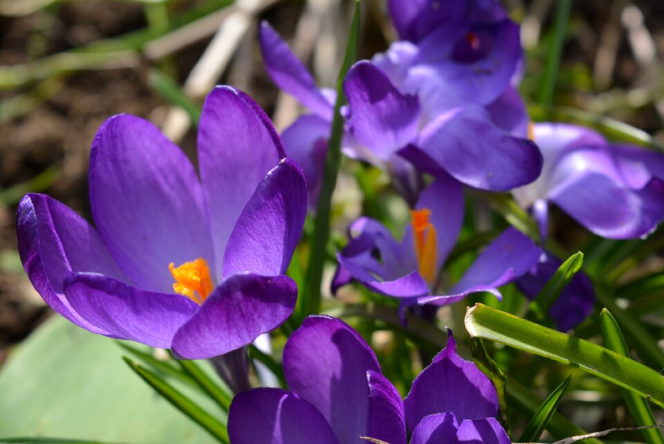 Purple flower flower purple