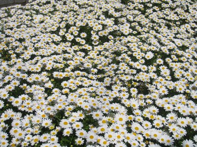 One side flower garden flowers