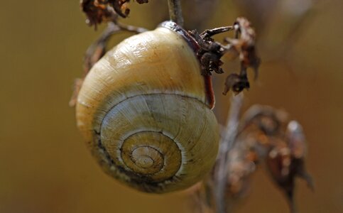 Slowly crawl shell