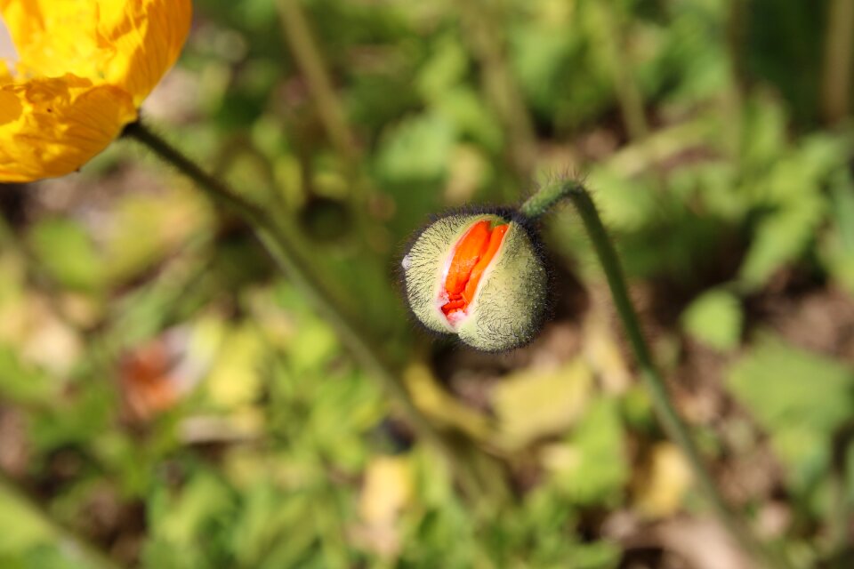 Nature plants flowers