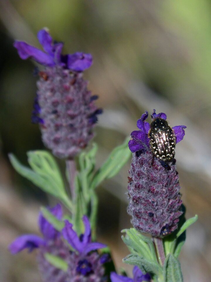 Coleoptera flower libar