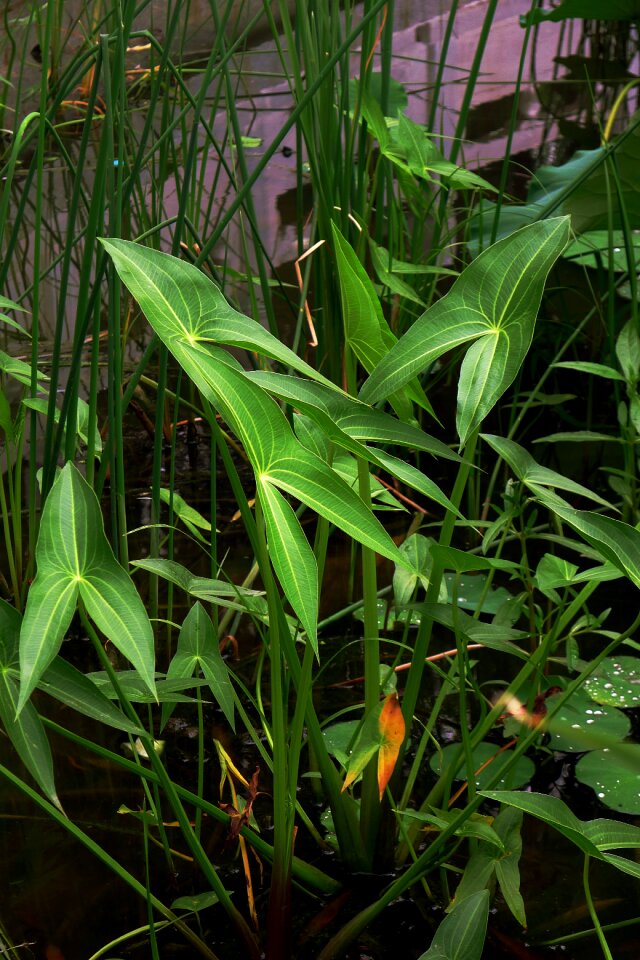Pond summer aquatic plants