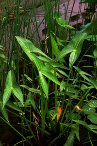 Pond summer aquatic plants