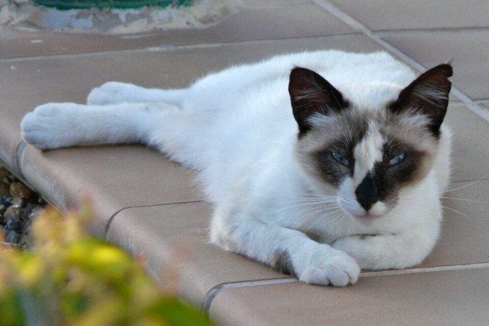 Pet peaceful hybrid