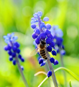Homemade bee blue flower nature