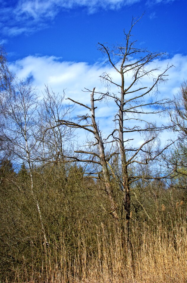 Dead plant sky winter