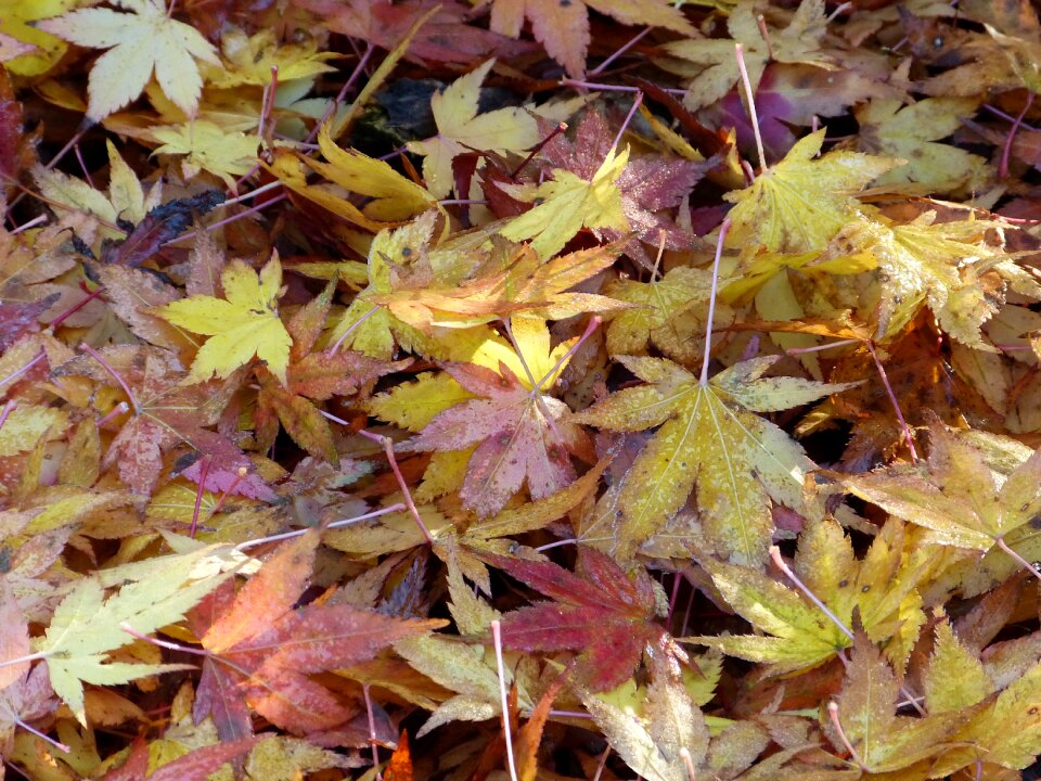 Autumn water foliage