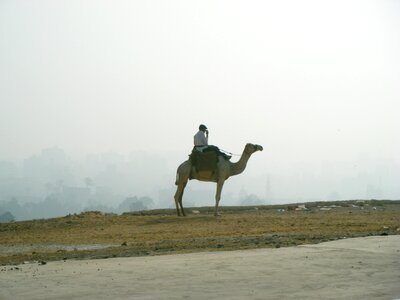 Sand camel lonely