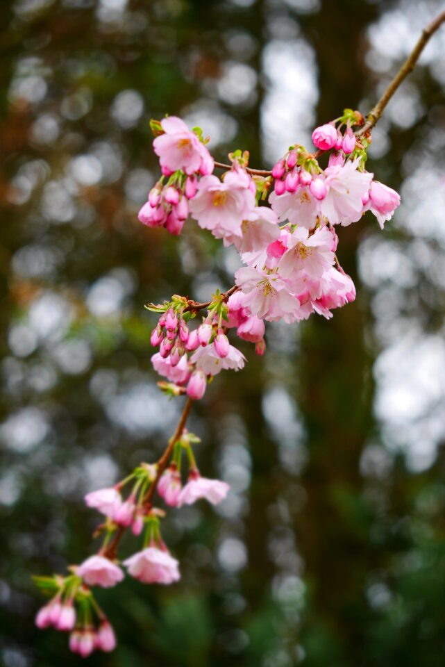 Spring spring flower green
