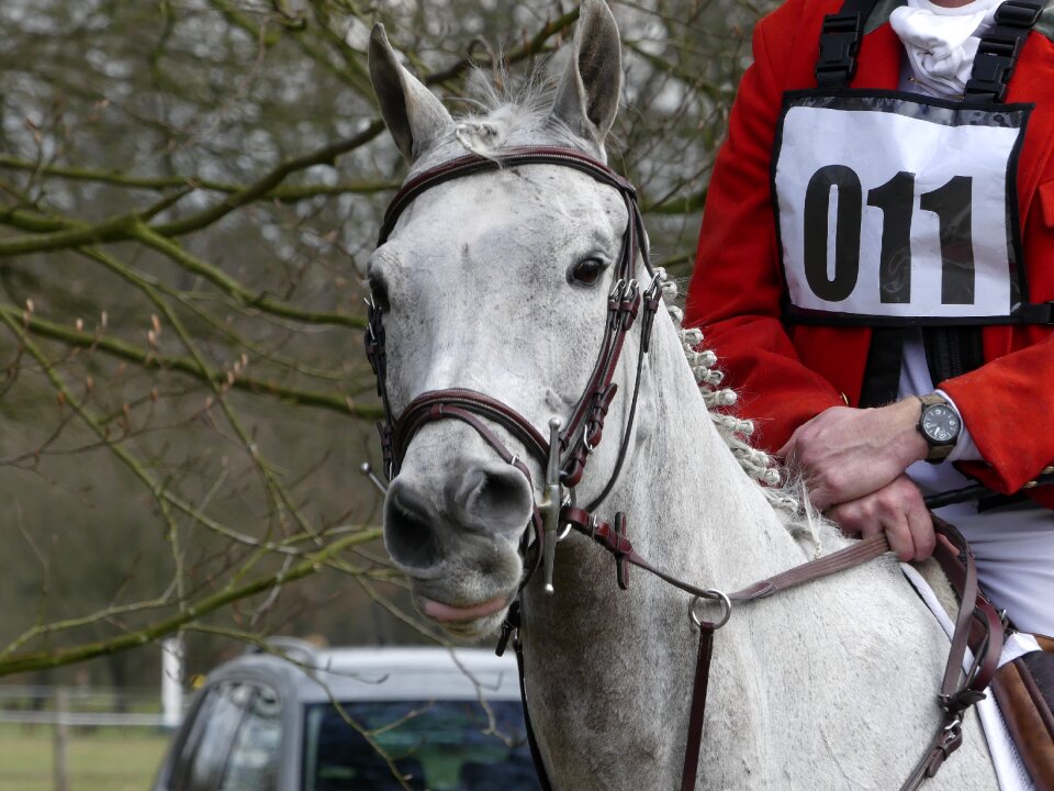 Hunting horses drag