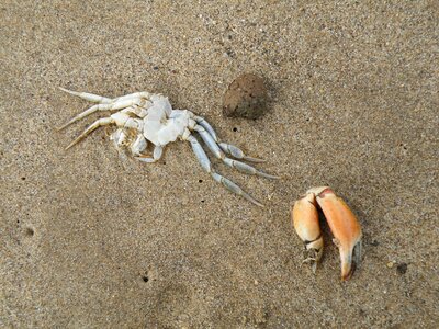 Crustacean ocean beach photo
