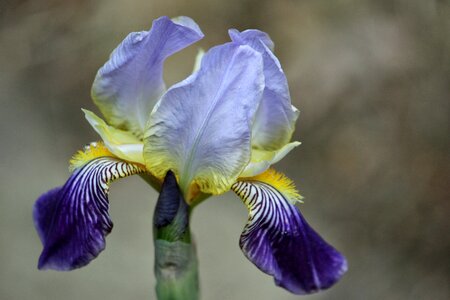 Bloom nature spring