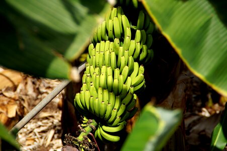 Banana fruit Free photos