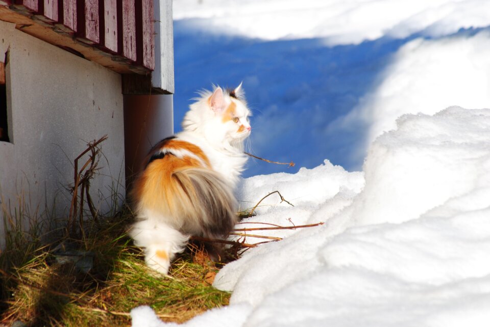 White cat on the lam winter cat