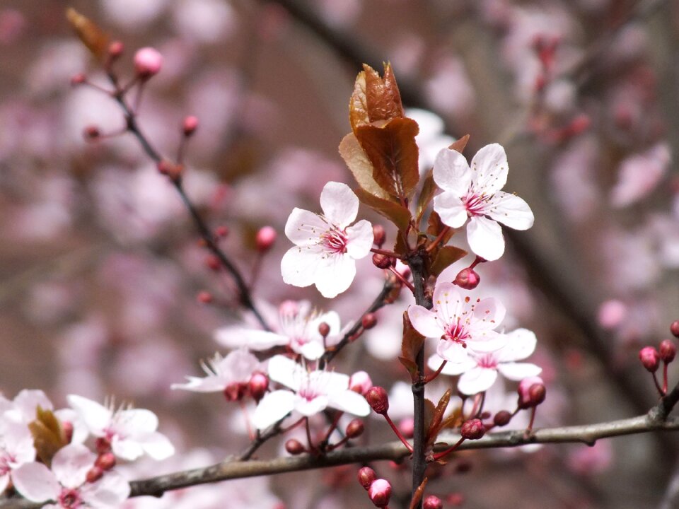 Spring nature pink