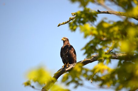 Wildlife bird nature