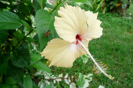 Bloom hibiscus exotic photo