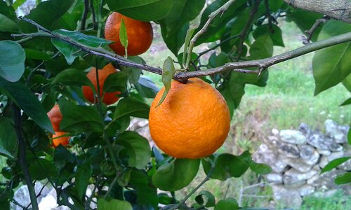 Tree fruit citrus