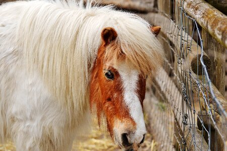 Brown horse cute photo