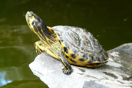 Turtle tortoise shell armored photo