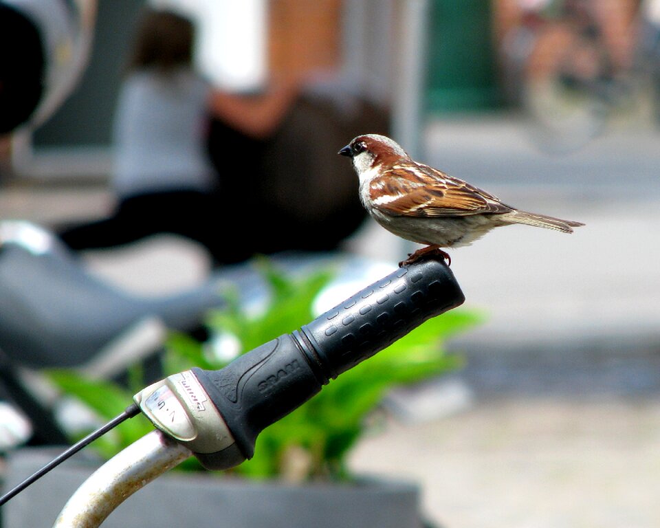 Bike wróbelek birds