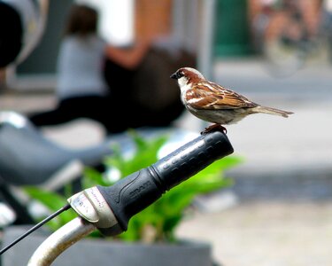 Bike wróbelek birds