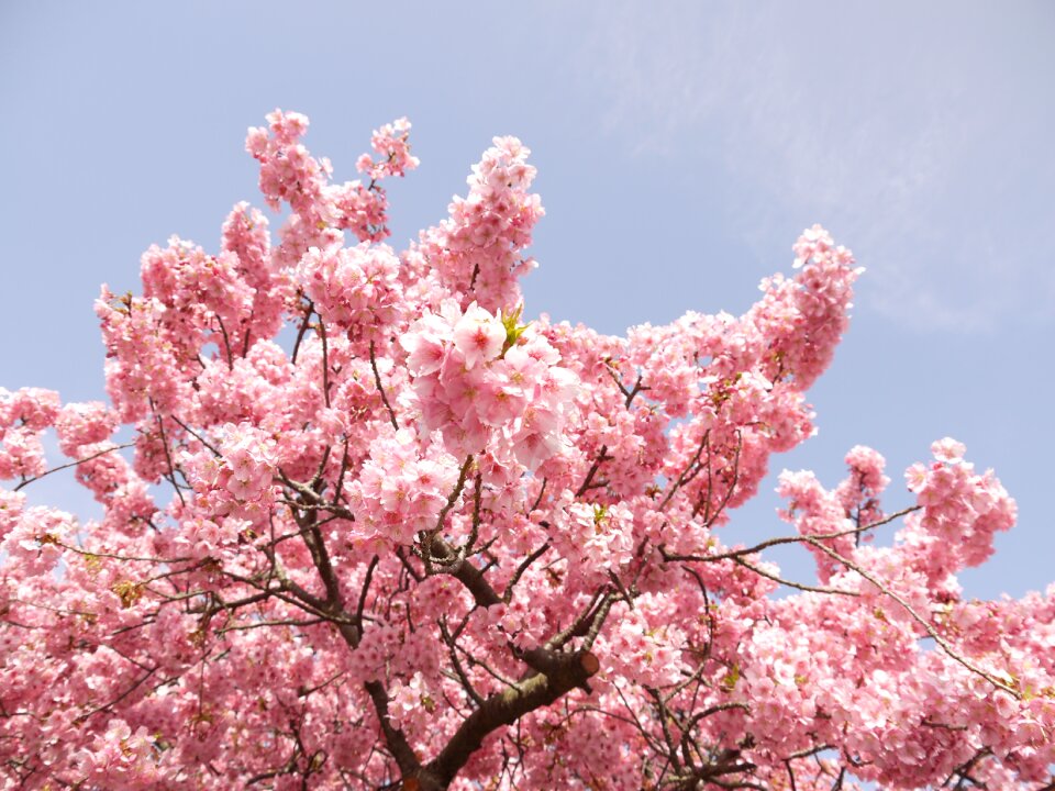 Spring pink wood