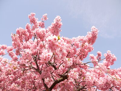 Spring pink wood